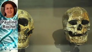 Miniature : Homo sapiens : Découverte surprenante sur notre arrivée sur Terre !