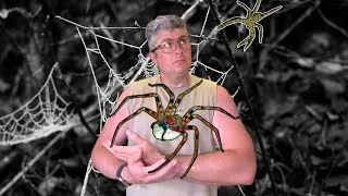 Miniature : J’ai adopté une araignée géante (Heteropoda boiei)… elle a eu des petits ! 🕷️