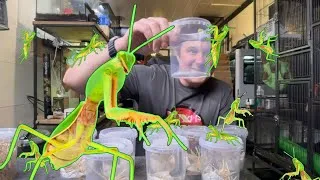 Miniature : BEST OF LIVE – Insectes géants & Animaux exotiques 🐞🦂 | une armée de MANTE BOUCLIER￼ | Studio RNI