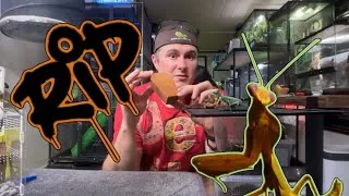 Miniature : BEST OF LIVE – Insectes géants & Animaux exotiques 🐞🦂 | hommage à Victor MANTE BOUCLIER | Studio RNI