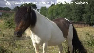 Miniature : Comment j'organise mes plannings, cours, travail des chevaux, concours... des changements à venir!
