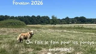 Miniature : Fenaison 2026 : on fait les foins ensemble pour les poneys!