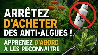 Miniature : Les algues en aquarium : apprenez enfin à les reconnaître !