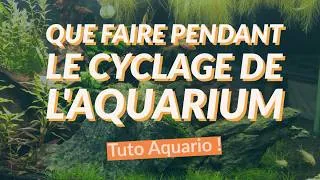 Miniature : Cyclage d’aquarium : quoi faire pendant l’attente ?