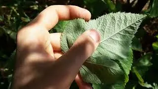 Miniature : Identifier l'angélique ( et une confusion possible)