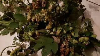 Miniature : Reconnaitre le houblon sauvage