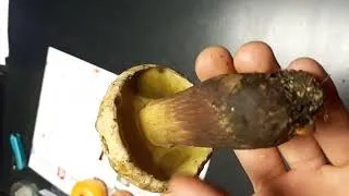 Miniature : Bolet toxique, le bolet à beau pied.
