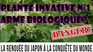 Miniature : La renoué du Japon, plante COMESTIBLE la plus INVASIVE  ?