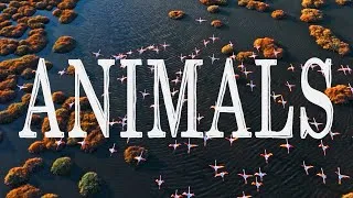 Miniature : Animals - Short Film
