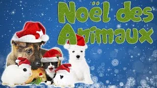 Miniature : NOËL des ANIMAUX ! (Abandon, Adoption) FR/EN