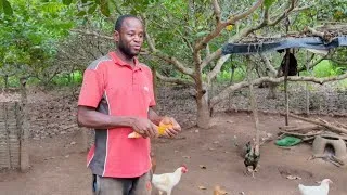 Miniature : Je bosse dur et je nourris mes poulets en paix 😊