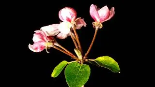 Miniature : L’ÉCLOSION LA PLUS MAGIQUE DU MONDE ! 🌸 (Hypnotisant) #NatureTherapie#RelaxInstant#SlowMotionMagic