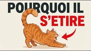 Miniature : Si ton chat s'etire quand il te voit, voici ce que ca revele...