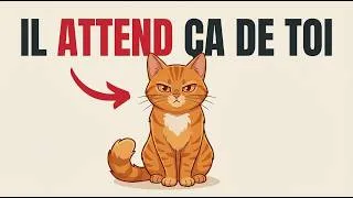 Miniature : Les regles non dites que ton chat attend de toi