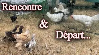Miniature : Une décision difficile… 🥲