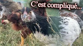 Miniature : Les poules ne veulent pas se mélanger ! 😭 La difficulté d'introduire des groupes