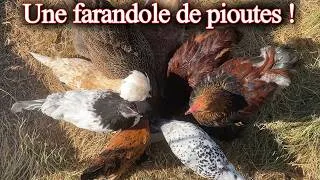 Miniature : Les cailleteaux et les poussins grandissent bien et une montagne d’œufs ! 😂