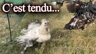 Miniature : Les poules rencontrent enfin les jeunes ! Le petit gris devient fou 😅