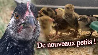 Miniature : De nouvelles naissances de cailleteaux ! + les poulets déménagent 🐥
