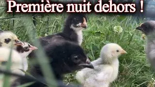 Miniature : Les poussins déjà dehors à 2 semaines ? 🐥🌿