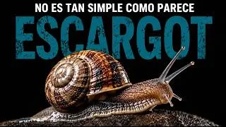 Miniature : À quoi servent les escargots : la vérité sur les animaux les plus dentés du monde