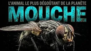Miniature : À quoi servent les mouches: la vérité que personne ne vous a jamais dite