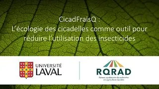 Miniature : CicadFraisQ : L’écologie des cicadelles comme outil pour réduire l’utilisation des insecticides