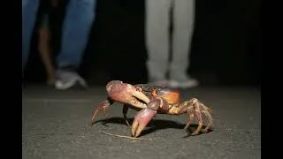 Miniature : On en parle à Taïwan : crabes, pirogues et drogues