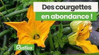 Miniature : Des courgettes en abondance !