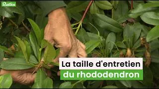 Miniature : Rhododendron : quand et comment le tailler pour une floraison spectaculaire ?