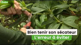 Miniature : Sécateur : l’erreur que presque tous les jardiniers font sans le savoir