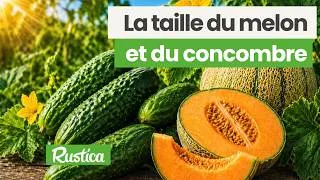 Miniature : La taille du melon et du concombre