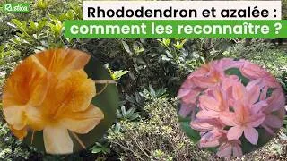 Miniature : Rhododendron et azalée, comment les reconnaître ?