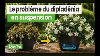 Miniature : Dipladénia en suspension : pourquoi il sèche et la solution ultra efficace !