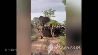 Miniature : Rutube des touristes restent au milieu de la route face à des éléphants