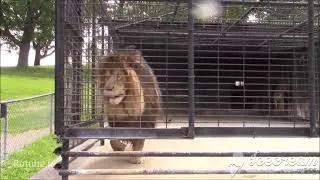 Miniature : Rutube Un lion montre à des touristes qu ils sont sur son territoire