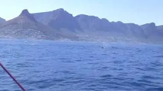 Miniature : Un ballet de baleine pour Morgan