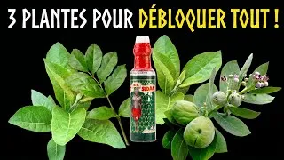 Miniature : 3 PLANTES PUISSANTES POUR DÉBLOQUER TA VIE