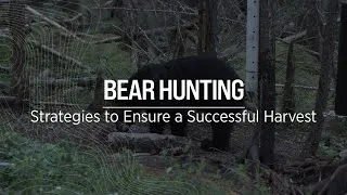Miniature : Born to Hunt | Tips for Properly Preparing Your Bear Hunting Site