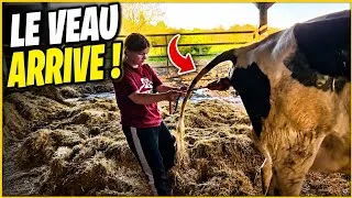 Miniature : Notre quotidien d'éleveurs : le veau arrive !