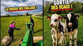Miniature : Notre quotidien d'éleveurs : la chasse aux cailloux et sortie des veaux. 