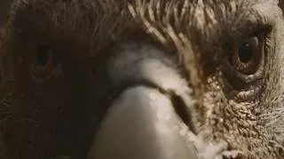 Miniature : Festival du Film Nature de Saint-Gervais Mont-Blanc – Bande annonce 2026