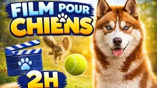 Miniature : Film pour chien - 2 heures de relaxation pour chien anxieux - Dog Tv 