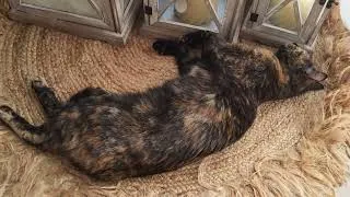 Miniature : l'amour pure noisette 🤍#cat #cats #catvideos #catshorts