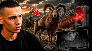 Miniature : MON PIÈGE PHOTO a FILMÉ un MAGNIFIQUE MOUFLON de L’ATLAS au MAROC !