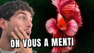 Miniature : Le poisson le plus INCOMPRIS de l'aquariophilie