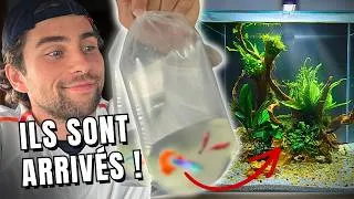 Miniature : Ajout de POISSONS et CREVETTES dans le 54L