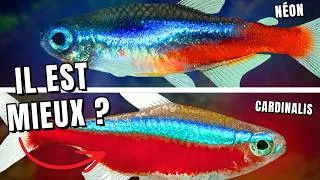 Miniature : Néon ou Cardinalis ? Lequel choisir pour ton aquarium ?