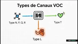 Miniature : Pharmacologie des inhibiteurs calciques 