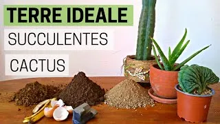 Miniature : 🌵 Rempoter un cactus, mélange de terre idéale pour cactus et succulente